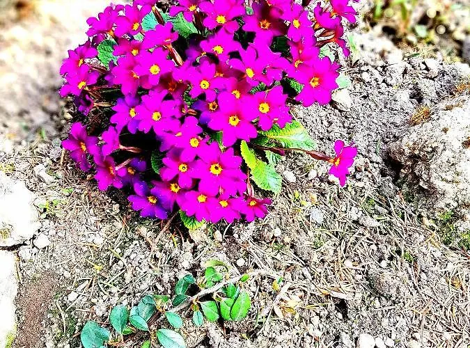 Góralka Apartament *